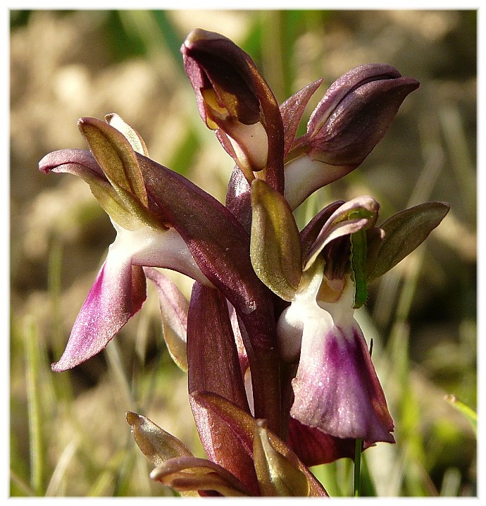 Orchis collina .......ed altro....